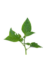 Rama de planta de chile verde aislada sobre fondo negro - foto de stock 