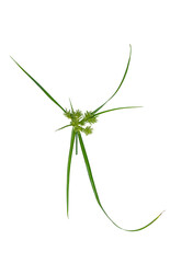 Planta de chufa silvestre (Cyperus rotundus) aislada sobre fondo trasparente 