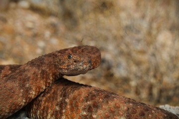 Close up of a red speckled rattlesnake (Crotalus pyrrhus) in a striking position