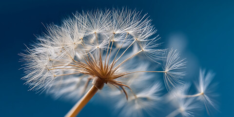 Close-up of dandelion seed head, delicate white seeds against blue background, showcasing fragility and nature's cycle, ideal for serenity or spring themes
