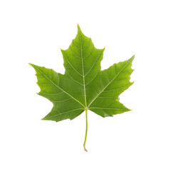 Tree leaf on save money coins isolated on white background png money saving concept png leaf on coins png finance and eco png savings growth png transparent background image