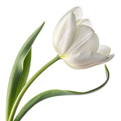 Fototapeta premium Tulip flower isolated on white background png tulip flower png spring bloom png colorful tulip png fresh tulip png transparent background image