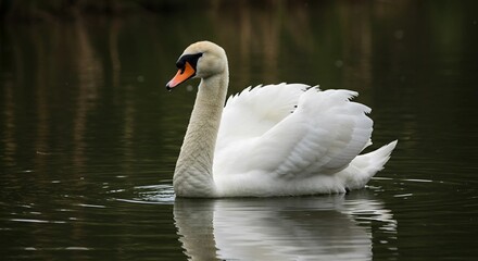 Obraz premium Elegant white swan with arched neck, wings spread, isolated on transparent background