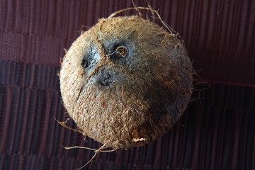 A coconut on a table receiving the sun in Costa Rica