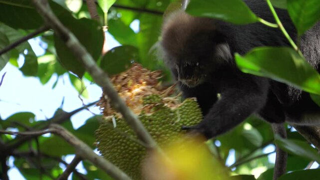 Grey langur monkey perching on tree branch, savoring ripe jackfruit while backing in sunlight of lush tropical forest environment. Primate eats a ripe fruit. Animal in natural habitats