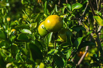 Oranges close up in orange farm