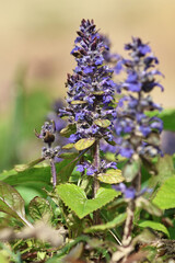 Flowering mint plant growing in nature.