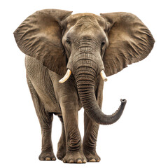 Obraz premium Elephant png African elephant png wild elephant png African wildlife png giant elephant png transparent background image