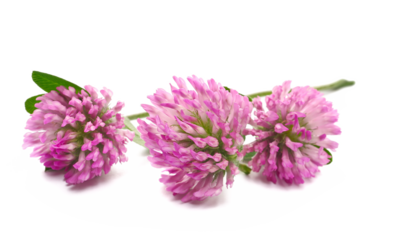 red clover flowers, Trifolium Pratense, isolated on white, clipping path