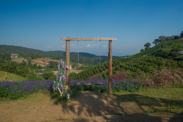 Swing of Pan Hua Orange Farm