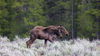 moose in the woods, Grand Teton National Park 