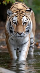 Fototapeta premium Tiger in shallow water