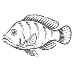 Convict Cichlid Line Art Illustration