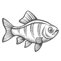 Denison Barb Fish Line Art Illustration