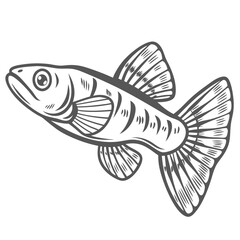 Dwarf Chain Loach Line Art Illustration