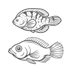 Jack Dempsey Fish Line Art Illustration