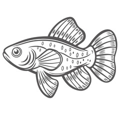 Killifish Line Art Illustration, Fundulopanchax gardneri