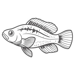 Kribensis Fish Line Art Illustration