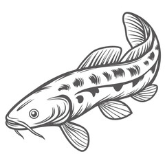 Kuhli Loach Vector Illustration, Pangio kuhlii