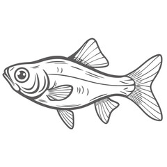 Lambchop Rasbora Fish Line Art Illustration