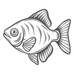 Line Art: Praecox Rainbowfish Melanotaenia Illustration