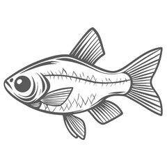 Rummy Nose Tetra Fish Line Art Illustration