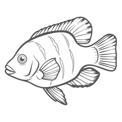 Severum Fish Line Art Illustration