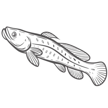 Ropefish Outline Illustration, Erpetoichthys Calabaricus