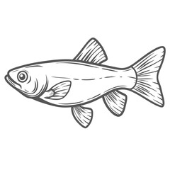 White Cloud Mountain Minnow Line Art Illustration