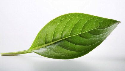 Obraz premium single vibrant green plant isolated on pure white organic vegetation