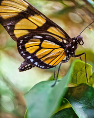 Garden butterfly. Macrophotography of a butterfly of the species Methona themisto