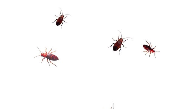 Running Cockroaches chaotic animation depicting insects scurrying randomly across the screen.