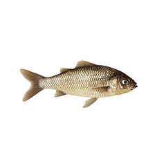 Obraz premium High resolution image of a single golden fish isolated on fin eye lake on transparent background