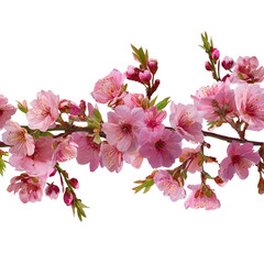 Cherry blossom branch with buds and pink blooms, seamless floral border design, clear background --v 7.0