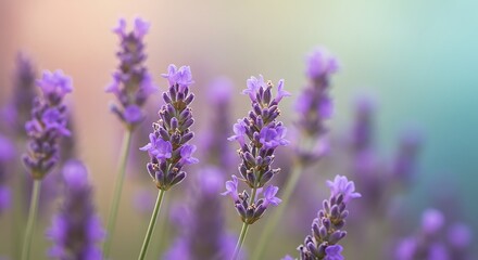 Obraz premium Serene Lavender Fields: Pastel Bokeh Dream, Purple Floral Bliss, Soft Focus, Botanical Beauty, 