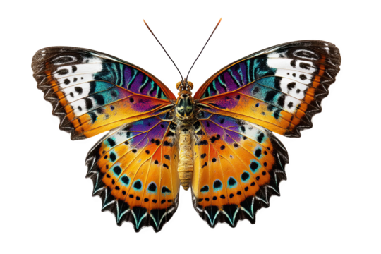 Vibrant colorful butterfly wings isolated on detailed closeup macro on transparent background art