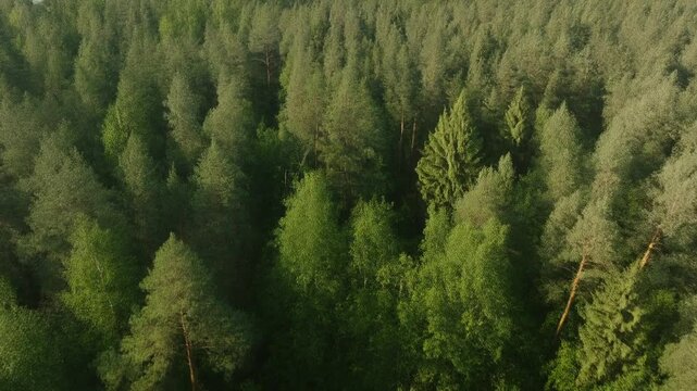初夏の緑豊かな森を空撮した風景、明るい緑色の木々が広がり、爽やかな雰囲気が漂う自然の美しい光景