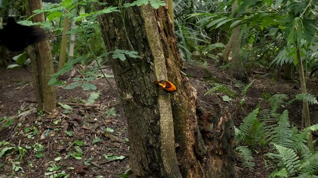 Bird of paradise Raggi or Raggiana Bird of paradise of Papua New Guinea. National bird cendra wasih. High quality 4k footage