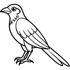 Fototapeta premium Minimal Indian Roller Vector on White