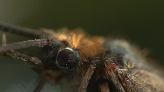 caddis  Trichoptera	