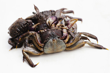 Preserved crabs for ingredient thai food