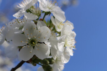 cherry tree blossom