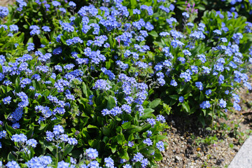 Blue forget me not flowers