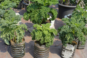 Growing kale in containers.  Fresh green vegetable