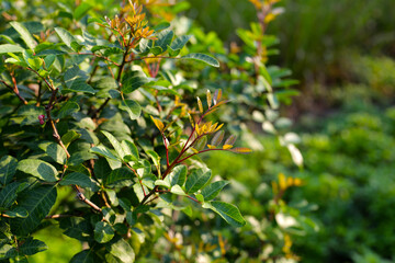 Brazilian peppertree (schinus terebinthifolia) in the garden
