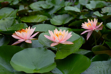 Beautiful water lily. Lotus flower with green leaves