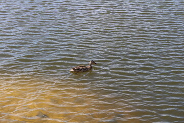 Fototapeta premium ducks in the water