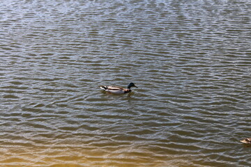 duck on the water