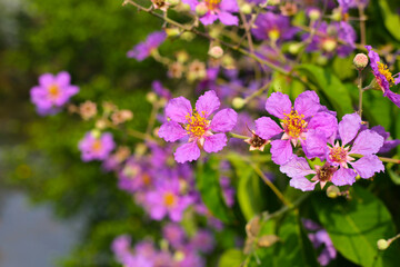 Lagerstroemia speciosa, Queen's crape myrtle , Pride of India.