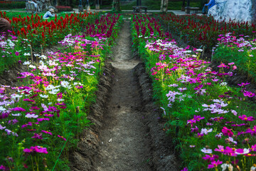 Flower bed in the garden